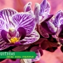 10 dicas para aprender como cultivar orquídeas