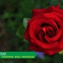 Como plantar rosas? Aprenda como cultivar rosas vermelhas
