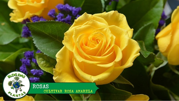 Aprenda como como cultivar rosas amarelas! - Blog das Plantas