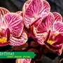 Como fazer muda de orquídea? Dicas e cuidados com orquídeas!