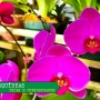 Qual o significado das cores das orquídeas? Dicas importantes sobre as orquídeas!