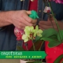 Qual o melhor adubo para orquídeas? Veja como adubar a sua planta!