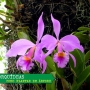 Dicas sobre orquídea! Como plantar orquídeas em árvore?