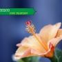 Benefícios do hibisco! Veja como plantar hibisco