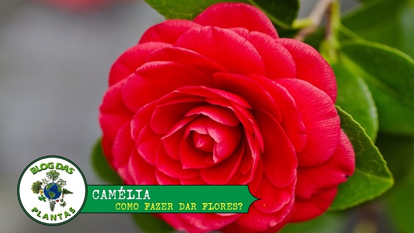 Camélia flor! Aprenda como cultivar camélias - Blog das Plantas