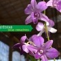 Como cultivar orquídeas com dicas simples!