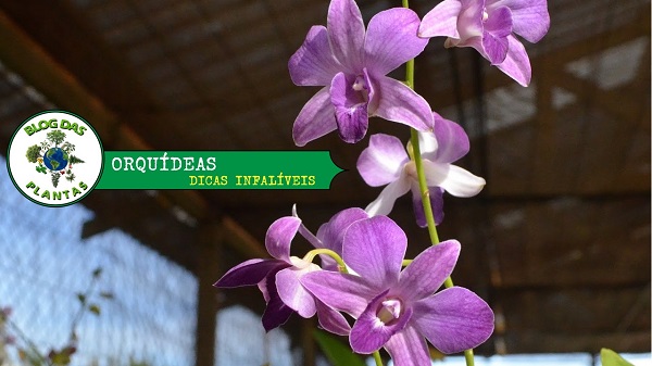 Como cultivar orquídeas com dicas simples! - Blog das Plantas