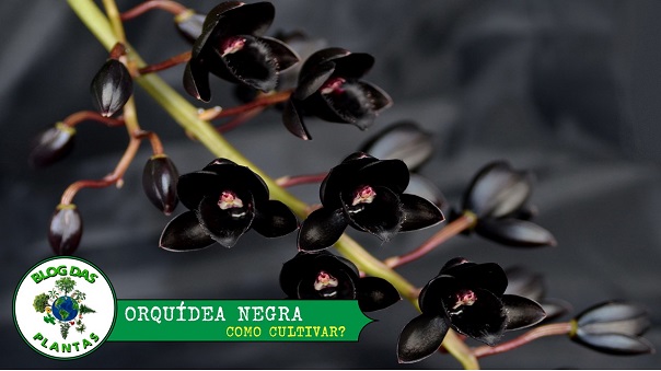 Orquídea negra faz parte das orquídeas raras? - Blog das Plantas