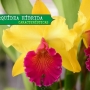 O que são orquídeas híbridas? Quais as características deste tipo de orquídea?