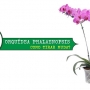 Como tirar muda de orquídea phalaenopsis?