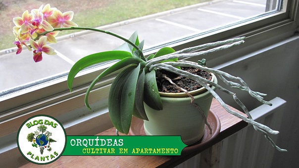 Dicas para cultivar orquídeas em apartamento! - Blog das Plantas