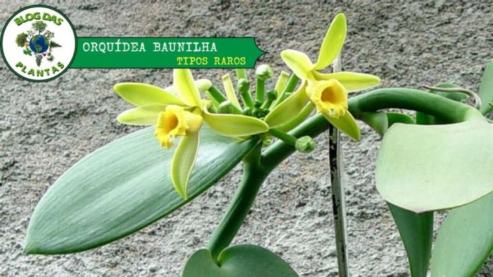 Conheça 5 tipos de orquídeas raras! - Blog das Plantas
