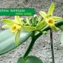 Conheça 5 tipos de orquídeas raras!