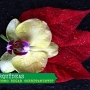 Como regar orquídeas? Cuidados com orquídeas