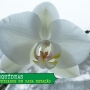 Aprenda como cultivar orquídeas em cada estação do ano!