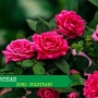 Truques para ter uma roseira mais florida! Aprenda como cuidar de rosas