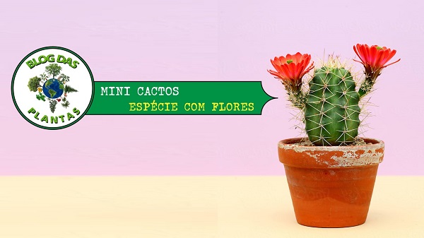 Mini cactos com flores! Cuidados especiais - Blog das Plantas
