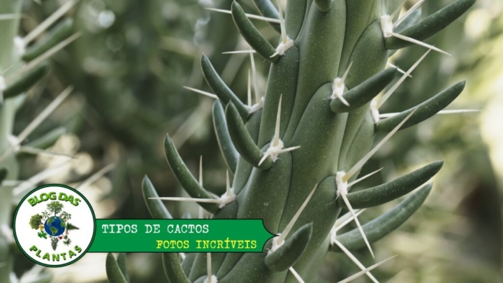 Fotos incríveis de vários tipos de cactos! - Blog das Plantas