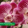 Tipos de orquídeas phalaenopsis, conhecida como orquídea borboleta