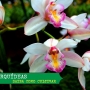 Como cultivar orquídeas? Nutrientes essenciais para orquídea