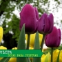 7 dicas para te ensinar como cuidar de tulipas
